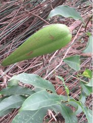 Strophanthus divaricatus