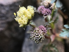Sanicula saxatilis