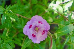 Clarkia speciosa