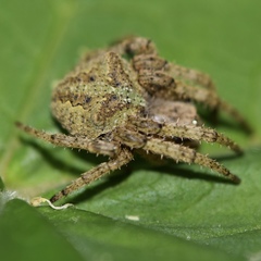 Araneus andrewsi