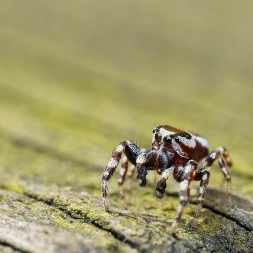Common white-cheeked jumping spider photo 6