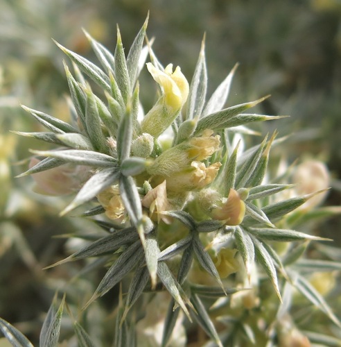 Astragalus kentrophyta var. jessiae