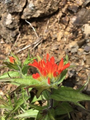 Castilleja hispida