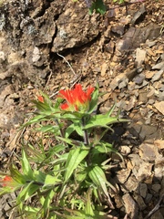 Castilleja hispida