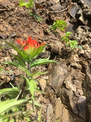 Castilleja hispida