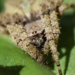 Araneus andrewsi