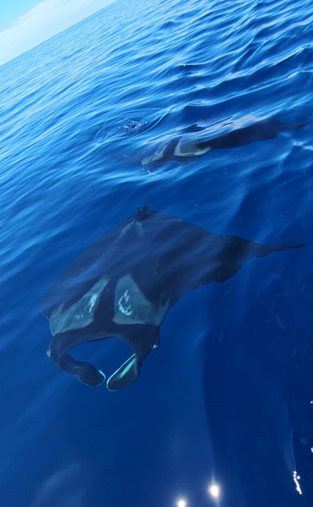 Oceanic Manta Ray in February 2024 by kiwikaz. Sighting and photo ...