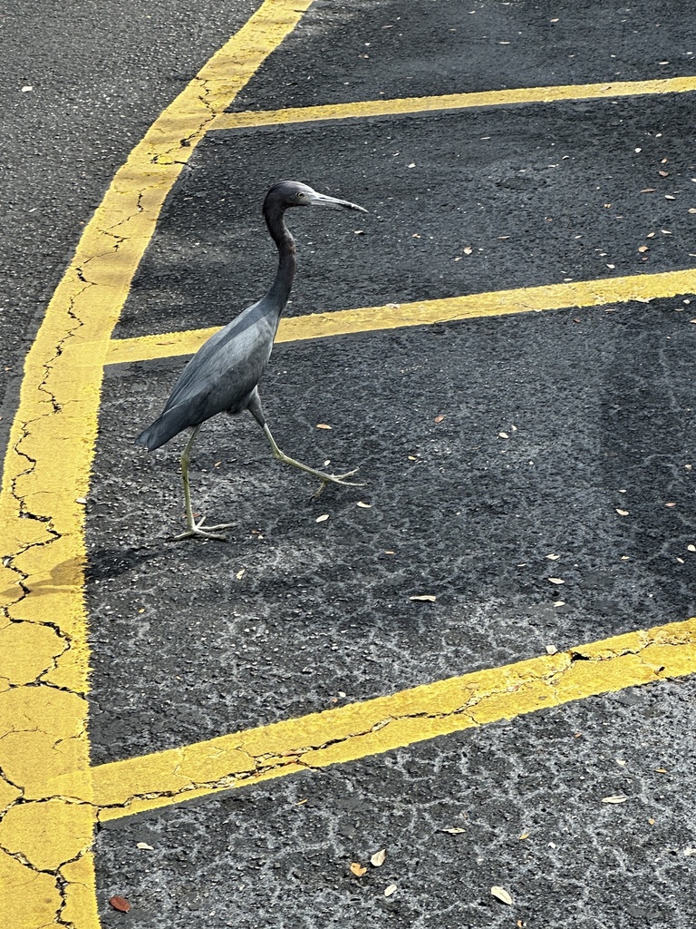 Little Blue Heron from Northdale Promenade, Tampa, FL, US on February