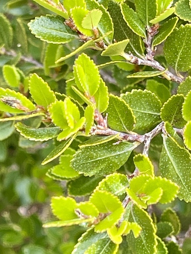 Nothofagus betuloides (Nothofagus betuloides)