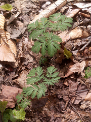 Dicentra cucullaria