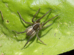 Diapontia uruguayensis