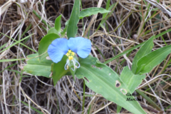 Commelina erecta