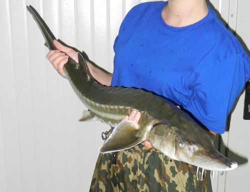 Sakhalin sturgeon (Acipenser mikadoi) — Acipenseridae — 2