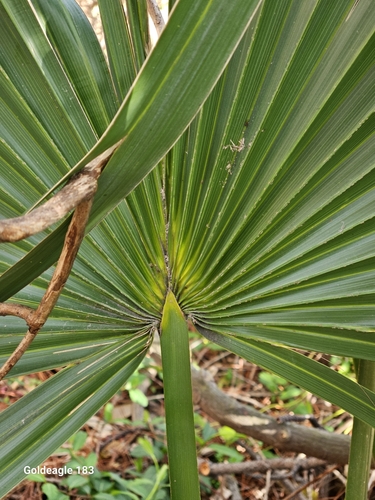 Dwarf palmetto (Sabal minor)