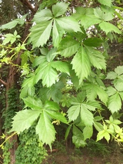 Parthenocissus quinquefolia