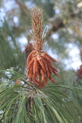 Pinus oocarpa
