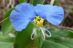 Commelina erecta