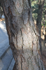 Pinus oocarpa