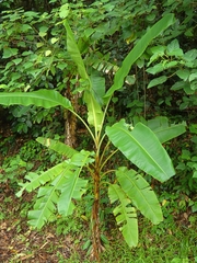 Native Australian Banana (Musa banksii)