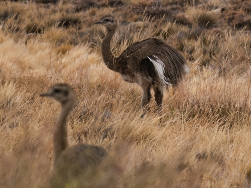 Lesser Rhea (Rhea pennata)