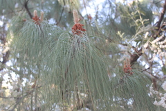 Pinus oocarpa