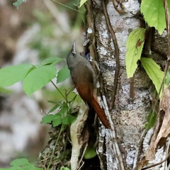 Sittasomus griseicapillus image