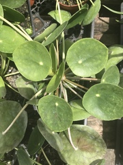 Pilea peperomioides