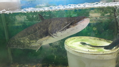 Northern Sheatfish photo 1