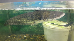 Northern Sheatfish photo 3