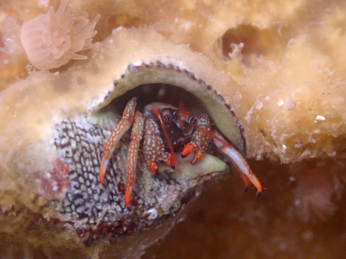 Mexican Red Leg Hermit Crab