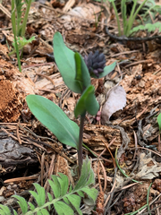 Mertensia longiflora