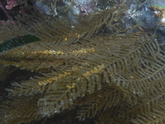 Abietinaria