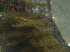 Abietinaria