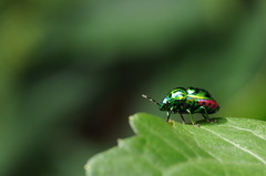 Lamprocoris lateralis