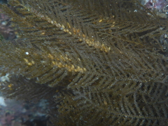 Abietinaria