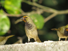 Yellow-Faced Grassquit photo 5