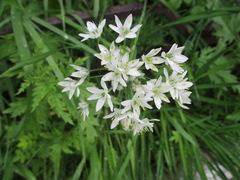 Allium ramosum