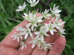 Allium ramosum
