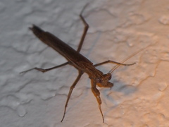 Litaneutria pacifica