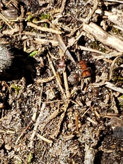 Pseudomethoca simillima