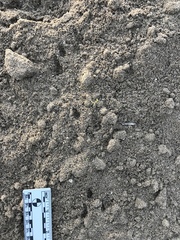 Perognathinae