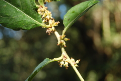 Xylosma venosa