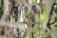 Empidonax occidentalis