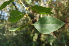 Xylosma venosa