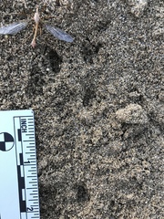 Perognathinae