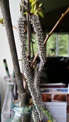 Salix lucida