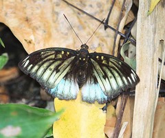 Lexias pardalis dirteana