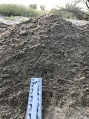 Perognathinae