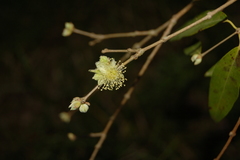 Eugenia myrcianthes