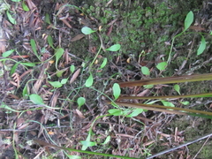 Lobelia anceps